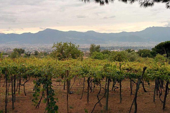Pompeii & Vesuvius with Lunch & Wine Tasting from Positano - Final Thoughts