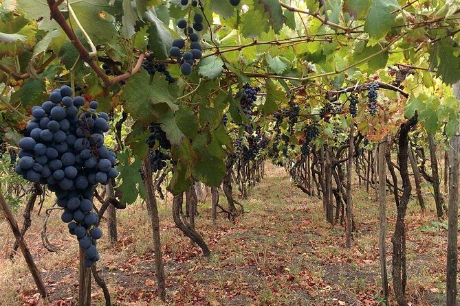 Pompeii & Vesuvius with Wine Tasting from the Coast - In Summary