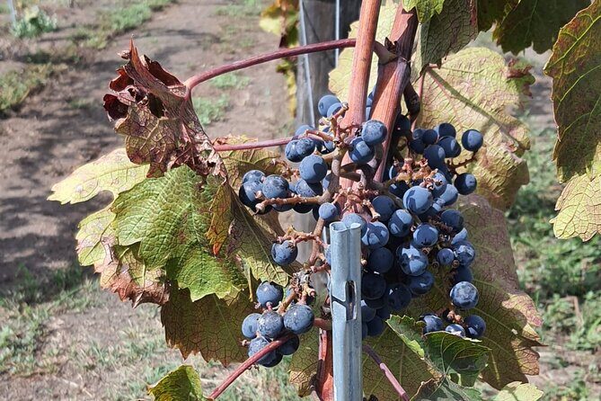 Pompeii & Wine Tour from Sorrento (tickets & lunch not included) - Discovering Pompeii & the Vineyard Experience