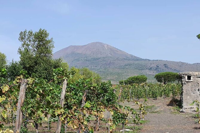 Pompeii & Wine Tour from Sorrento (tickets & lunch not included) - Why This Tour Might Be Perfect for You