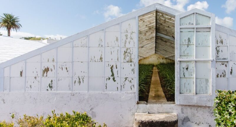 Ponta Delgada: Pineapple wine tasting and pineapple tour - Key Points