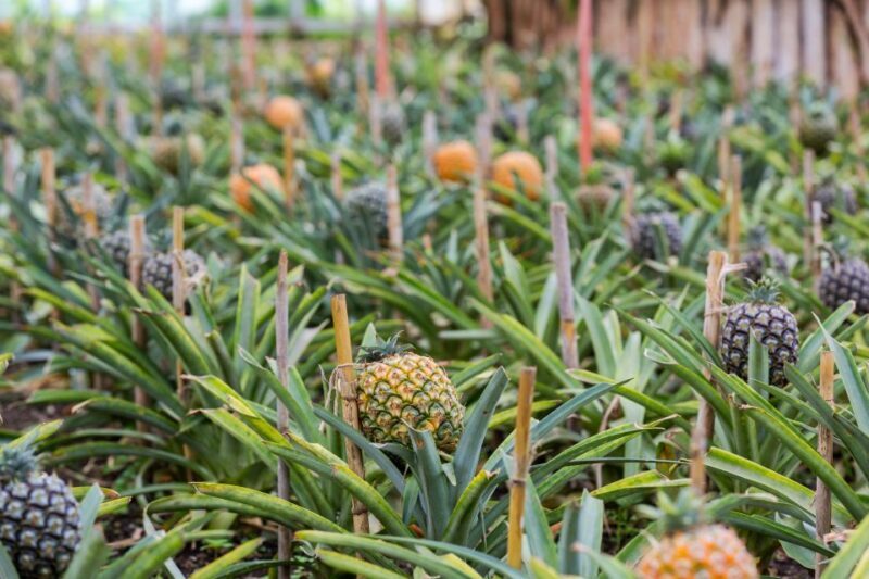 Ponta Delgada: Sete Cidades & Lagoa do Fogo Tour - The Itinerary in Detail