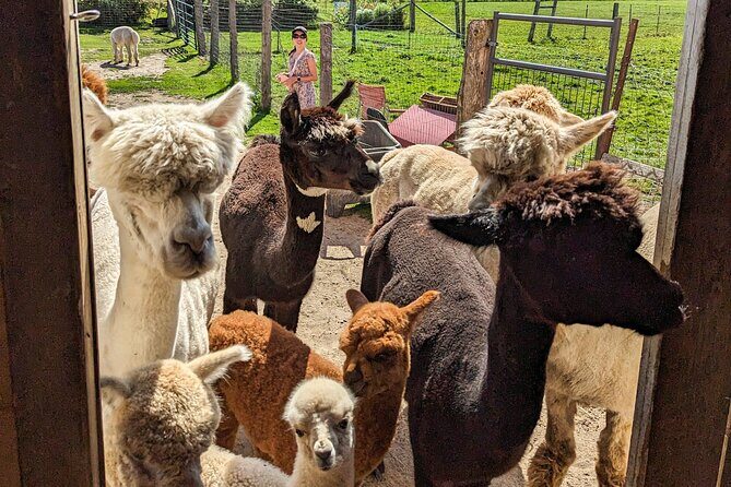 Pontiac Farm Tour - Day Trip From Ottawa & Gatineau - Key Points