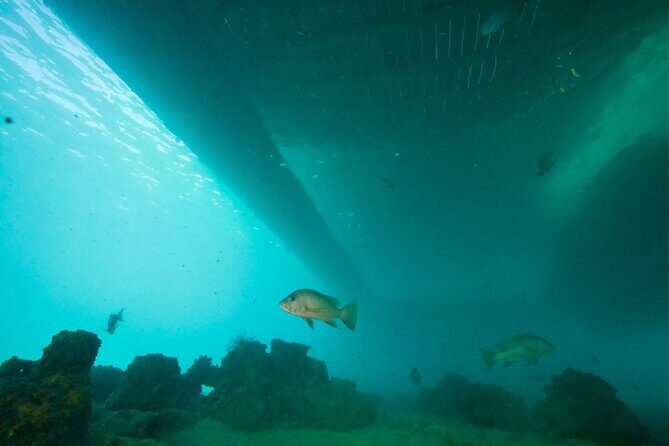 Ponton Day Trip SWIM with fishs All meals included & Transport - Final Thoughts: Is It Worth It?