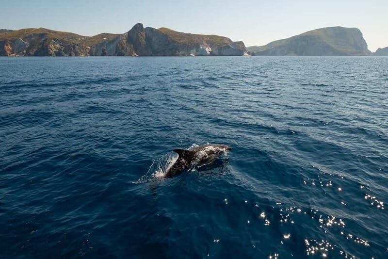 Ponza: Palmarola & Ponza Island Cruise with Swimming & Lunch - Key Points