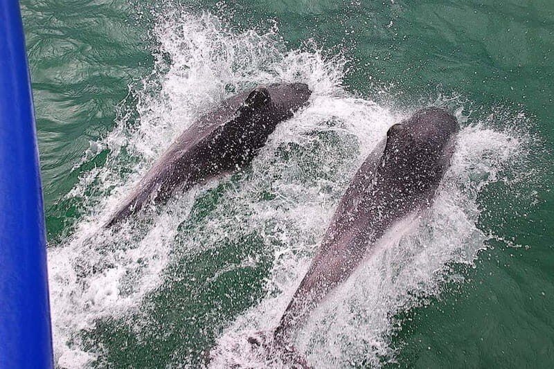 Poole: Jurassic Coast Circular Cruise - The Verdict: Is It Worth It?