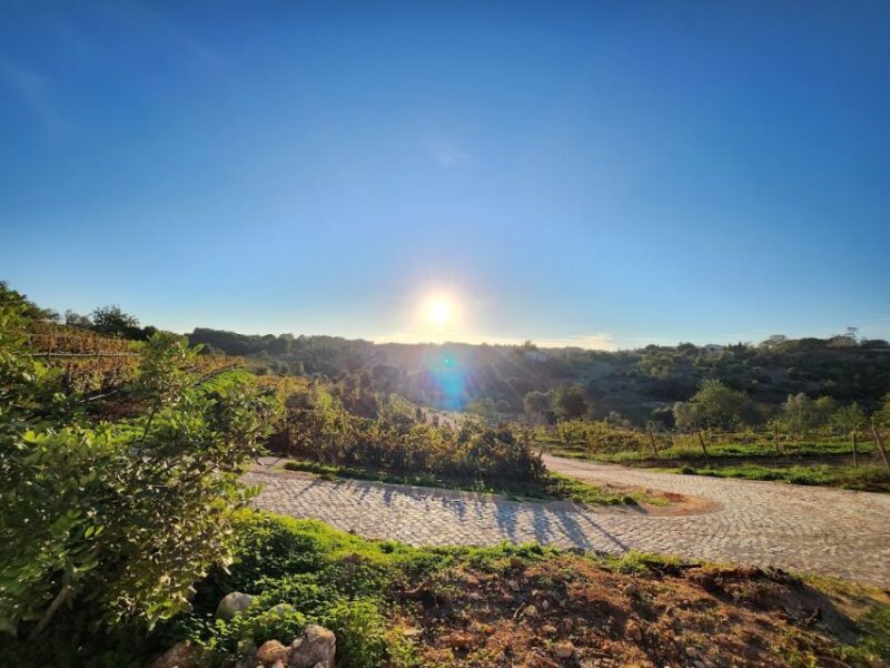 Porches: Algarve Vineyard Tour and Wine Tasting Experience - Who Should Consider This Experience?