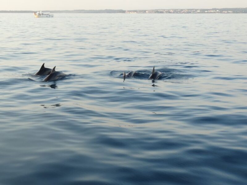 Pore: Dolphin Spotting Cruise with Included Drinks - Key Points