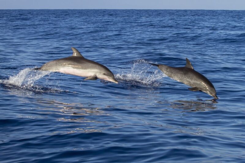 Pore: Dolphin Spotting Cruise with Included Drinks - Authentic Experiences and Real Traveler Insights
