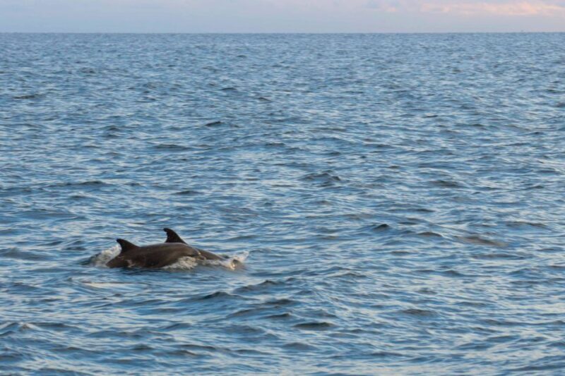 Pore: Evening Boat Trip to Discover Dolphins - Key Points: