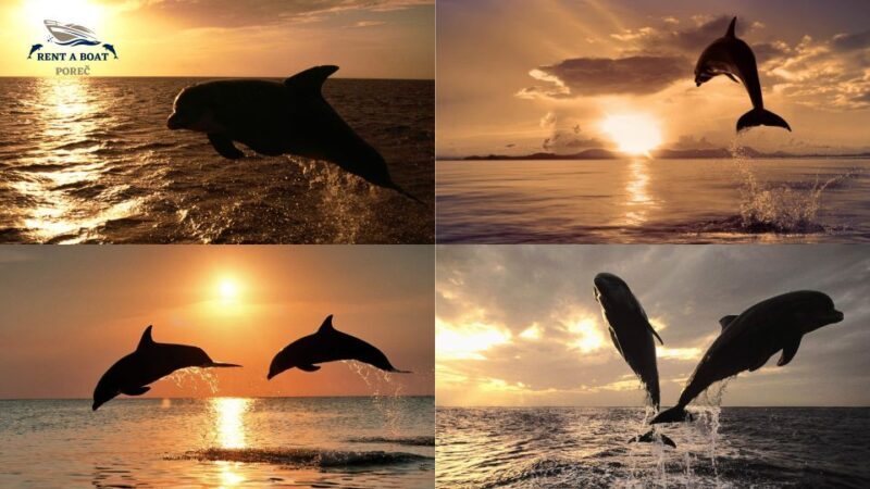 Pore: Private Watersports Excursion on a Speedboat - Frequently Asked Questions