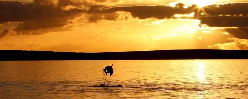 Pore: Sunset Dolphin Safari Cruise with Drinks - What to Expect on the Sunset Dolphin Safari