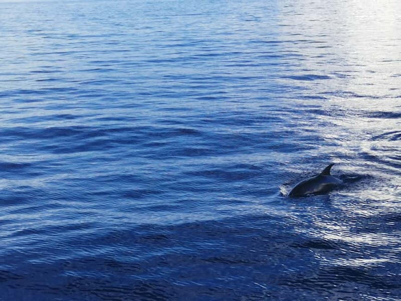 Pore: Sunset Dolphin Safari Cruise with Drinks - Wildlife Encounters and Respect for Nature