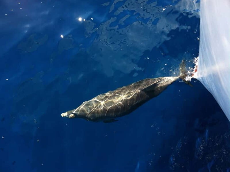 Pore: Sunset Dolphin Safari Cruise with Drinks - Authenticity and Experience Review Highlights