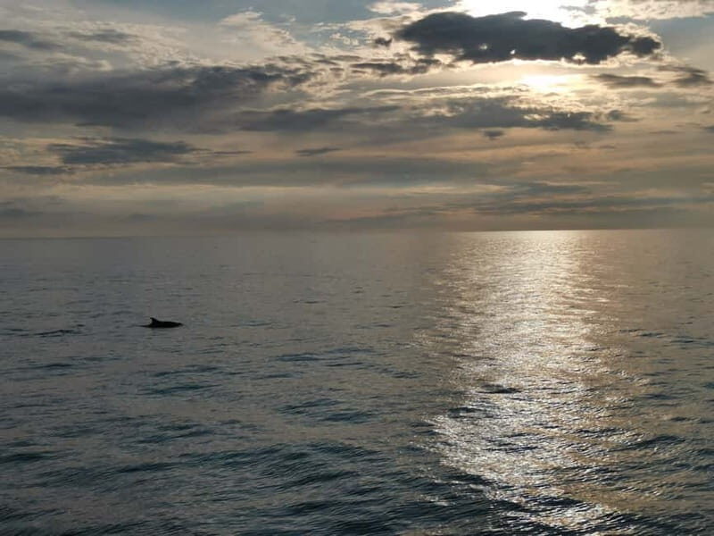 Pore: Sunset Dolphin Safari Cruise with Drinks - Who Will Love This Tour?