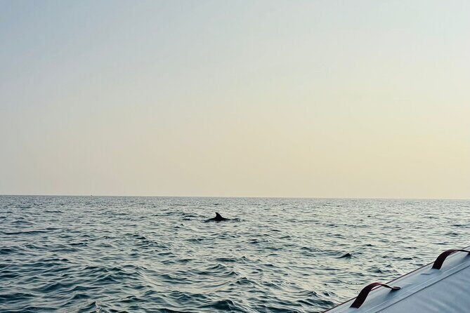 Porec Sunset Shared Cruise on Speedboat with Dolphin Sightseeing - The Sum Up