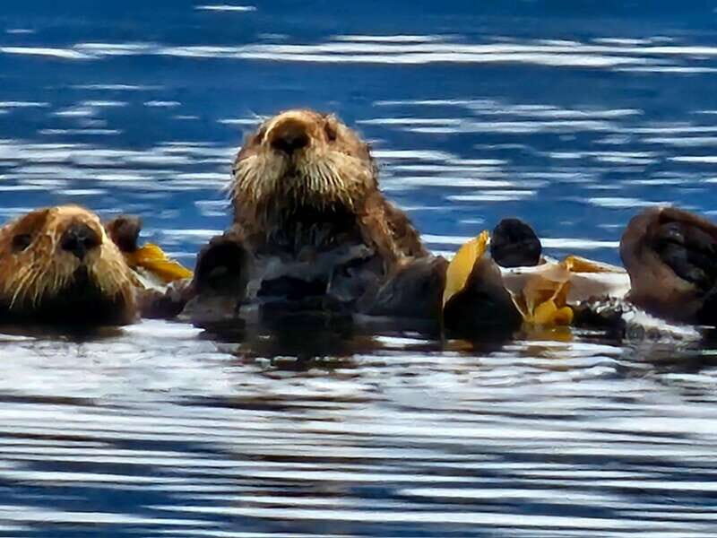 Port Alice: Sea Otter and Wildlife Tour - 6 hour with lunch - An Authentic Wildlife Experience in British Columbia