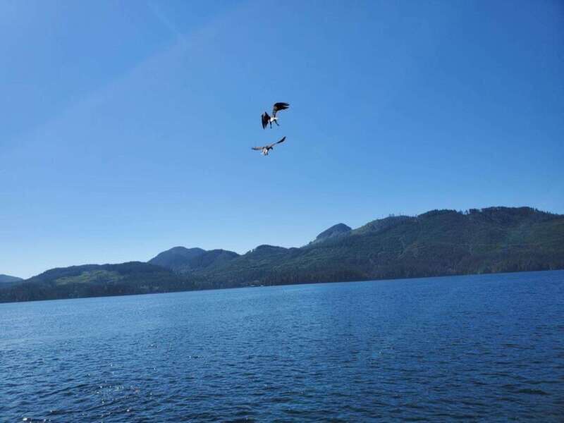 Port Alice: Sea Otter and Wildlife Tour - 6 hour with lunch - Detailed Breakdown of the Itinerary