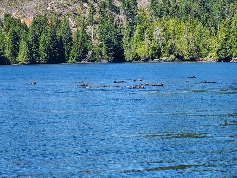 Port Alice: Sea Otter and Wildlife Tour - 6 hour with lunch - Final Thoughts