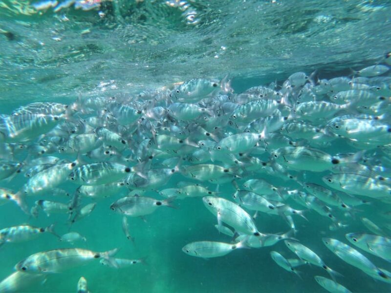 Port Bunarina: Private Boat Trip with Optional Lunch - The Sum Up: Is This Tour Worth It?