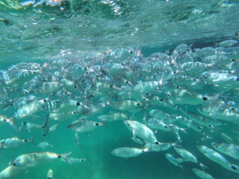 Port Bunarina: Scenic Boat Trip with Lunch & Swimming - FAQ