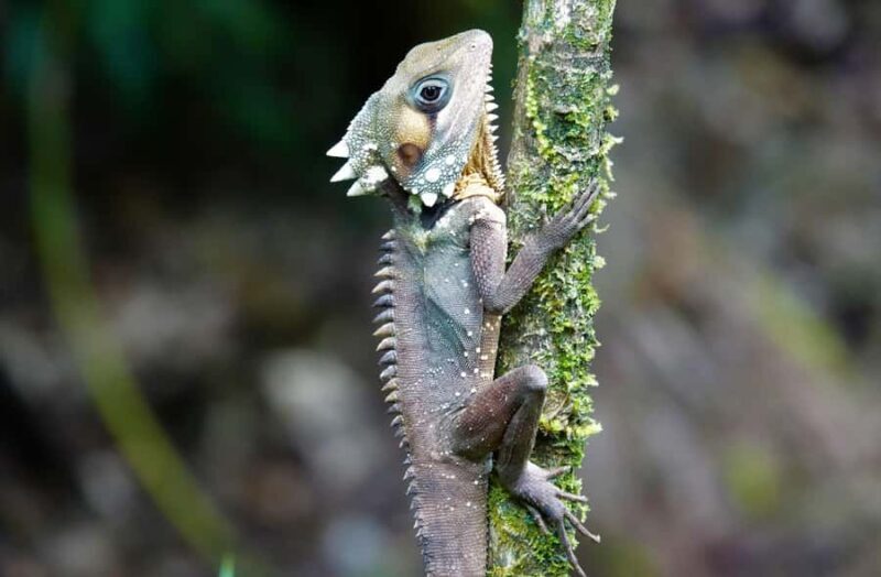 Port Douglas: Daintree Rainforest and Mossman Gorge Tour - An In-Depth Look at the Daintree Tour Experience