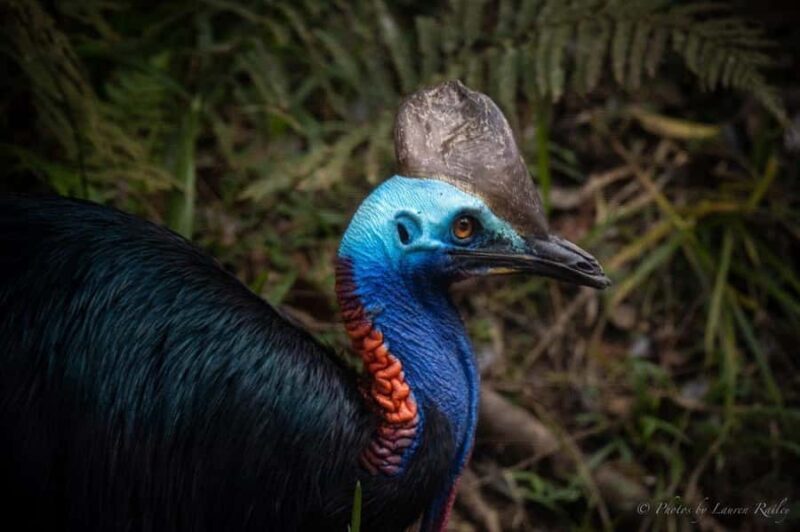 Port Douglas: Daintree Rainforest and Mossman Gorge Tour - Final Thoughts