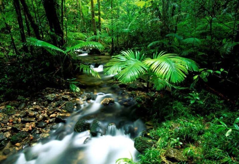 Port Douglas: Daintree Rainforest and Mossman Gorge Tour - Final Word