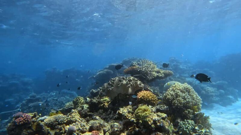 Port Douglas: Half Day Outer Reef Snorkelling Tour - The Practicalities