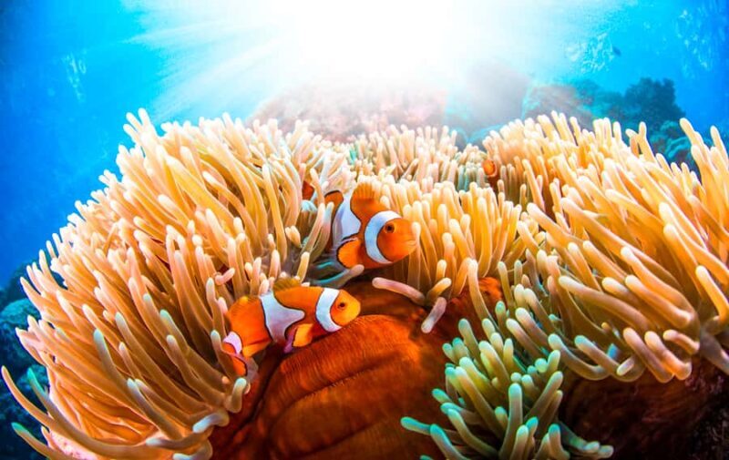 Port Douglas: Low Isles Afternoon Cruise on Luxury Catamaran - Who Is This Tour Best For?