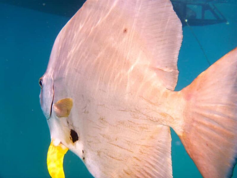 Port Douglas: Low Isles Reef Snorkeling Tour - Snorkeling and Marine Encounters