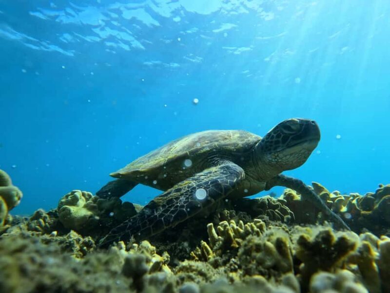 Port Douglas: Low Isles Reef Snorkeling Tour - Pricing and Value