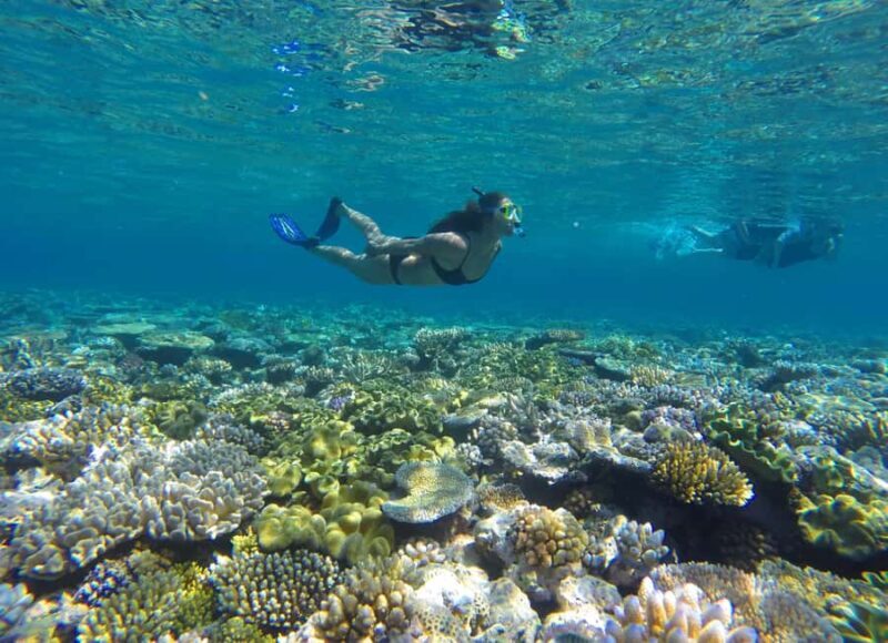 Port Douglas: Outer Barrier Reef Snorkel and Dive Options - Introduction: Why This Reef Tour Stands Out