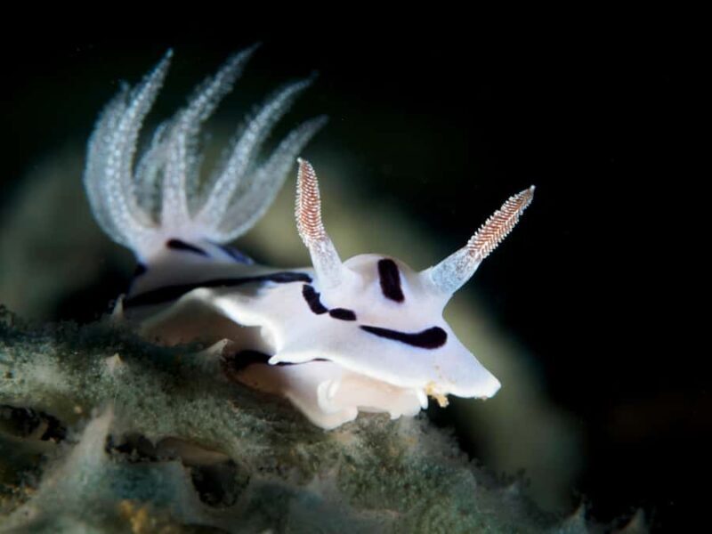 Port Douglas: Premium Outer Reef Dive Trip - Key Points