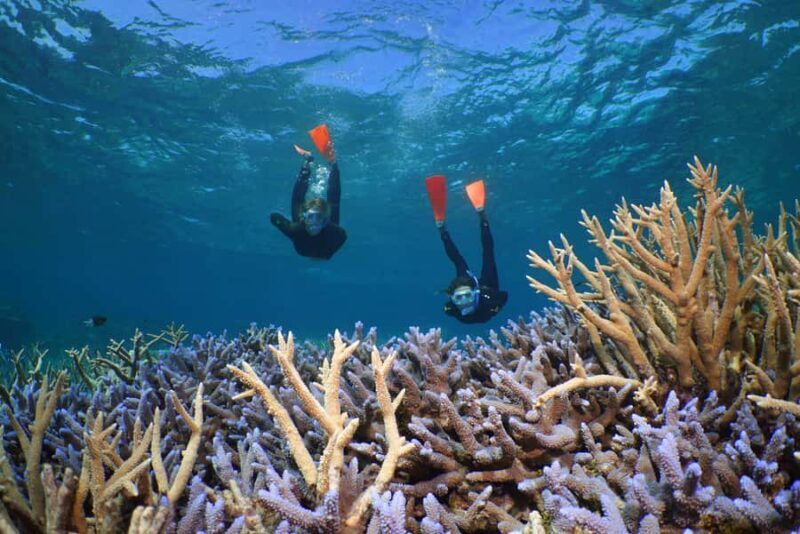 Port Douglas: Silversonic Great Barrier Reef Dive & Snorkel - Diving Options and Equipment