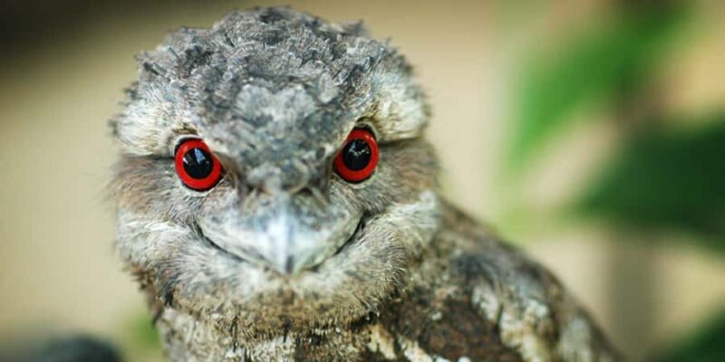 Port Douglas: Wildlife Habitat Entrance Ticket - FAQ