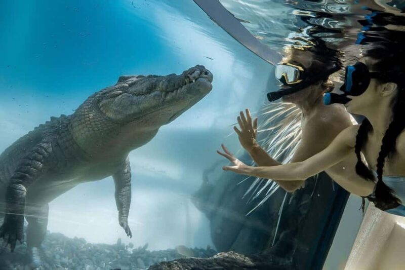Port Douglas: Wildlife Habitat Swim with Crocodiles - Key Points