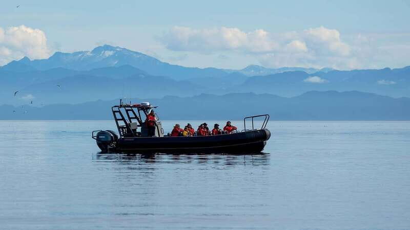 Port Hardy: Sea Otter and Whale Watching - An In-Depth Look at the Port Hardy Wildlife Tour