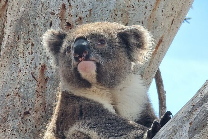 Port Lincoln Mikkira Station Wild Koala Safari Tour - Introduction