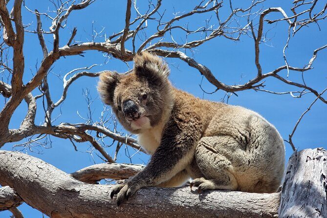Port Lincoln Mikkira Station Wild Koala Safari Tour - The Itinerary in Detail