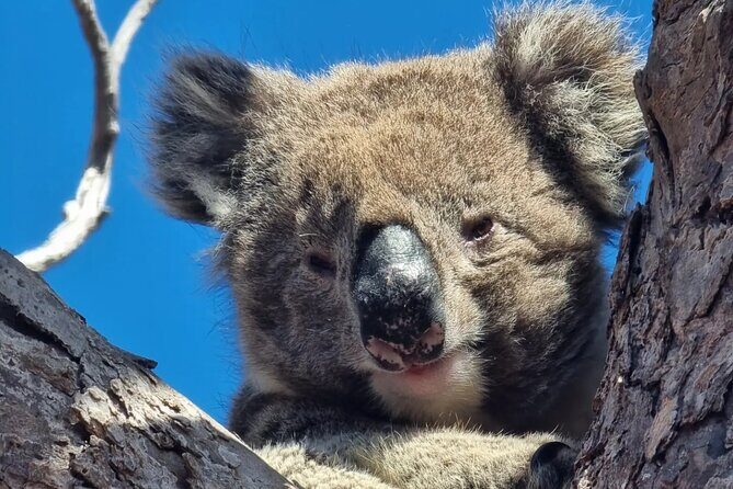 Port Lincoln Mikkira Station Wild Koala Safari Tour - Group Size and Logistics