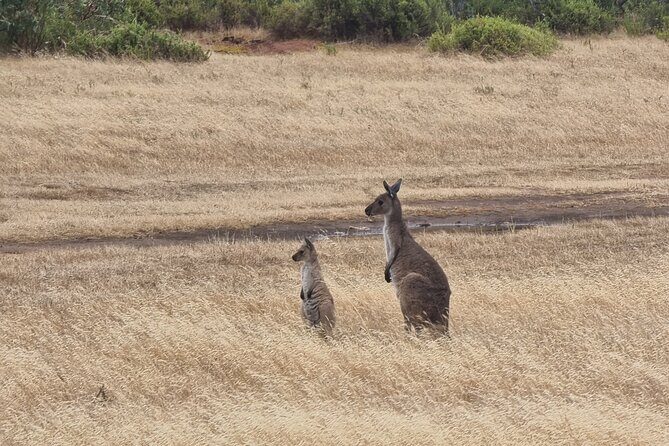 Port Lincoln Mikkira Station Wild Koala Safari Tour - Price and Value