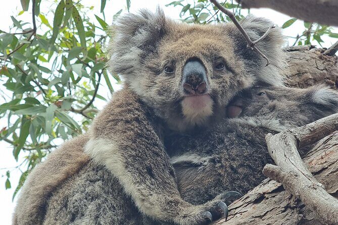 Port Lincoln Mikkira Station Wild Koala Safari Tour - Authentic Encounters and Practical Tips
