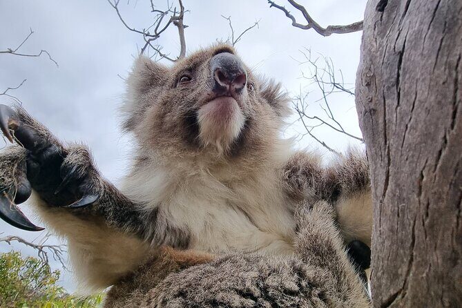 Port Lincoln Mikkira Station Wild Koala Safari Tour - Who Should Consider This Tour?