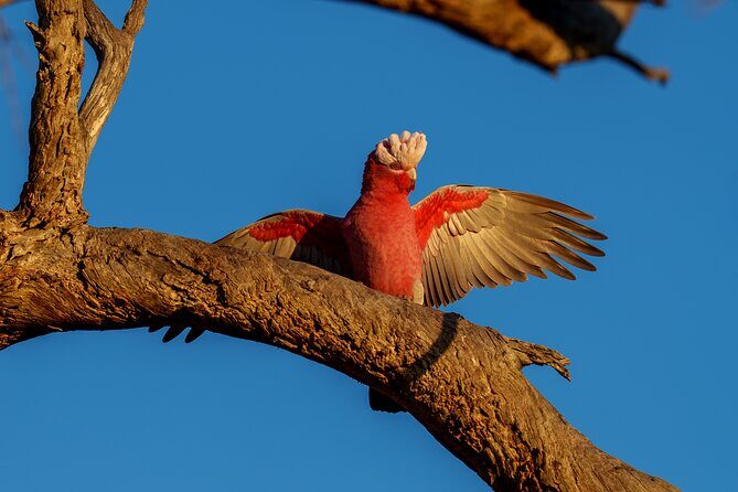 Port Lincoln National Park Half day Tour - The Sum Up: Is this tour worth it?