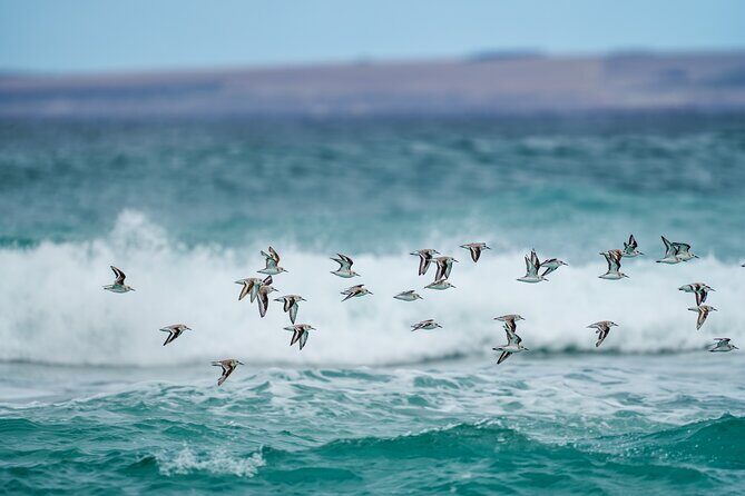 Port Lincoln National Park Half day Tour - FAQ