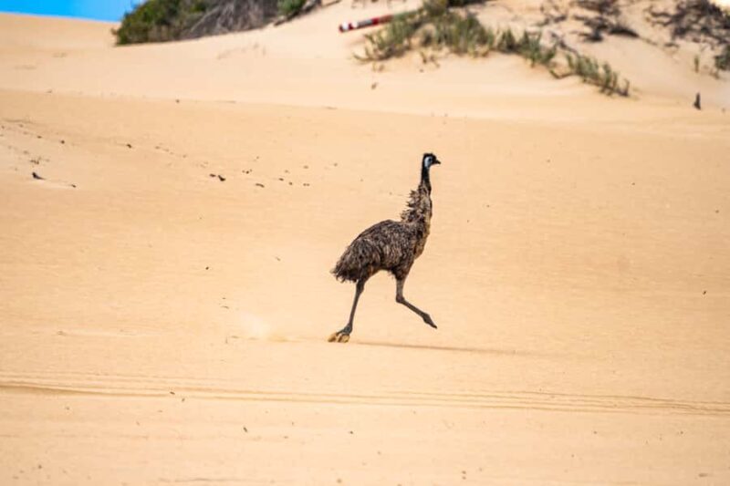 Port Lincoln: Wildlife and Sightseeing Full-Day 4WD Tour - An In-Depth Look at the Tour Experience