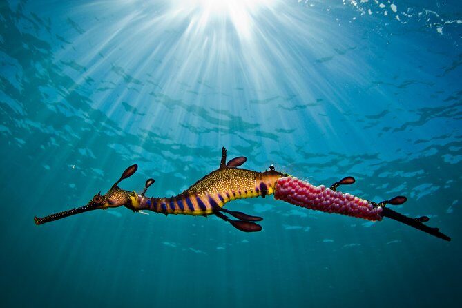 Port Phillip Bay Snorkeling with Sea Dragons - What to Expect from the Snorkeling Tour
