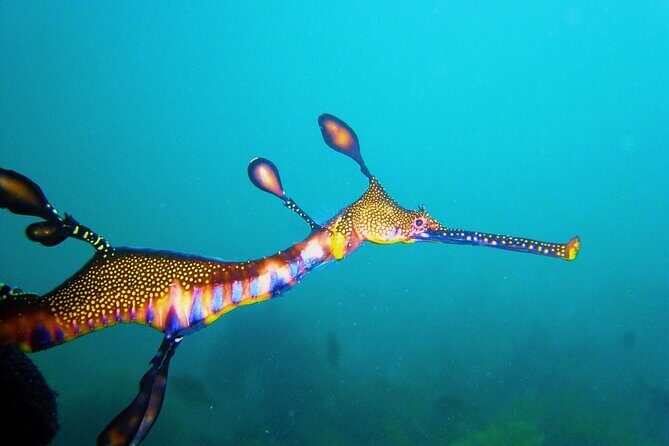Port Phillip Bay Snorkeling with Sea Dragons - The Cost and Its Value