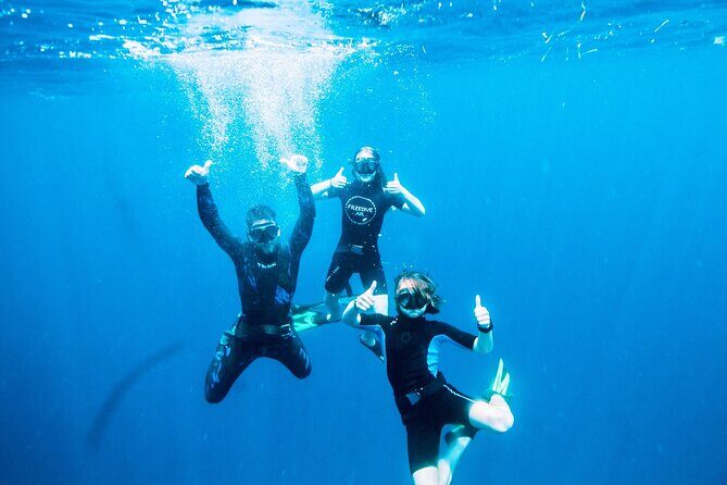 Port Phillip Bay Snorkeling with Sea Dragons - Authentic Encounters and Highlighted Experiences